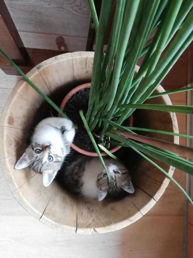 Canalhof Antermoia Dış mekan fotoğraf